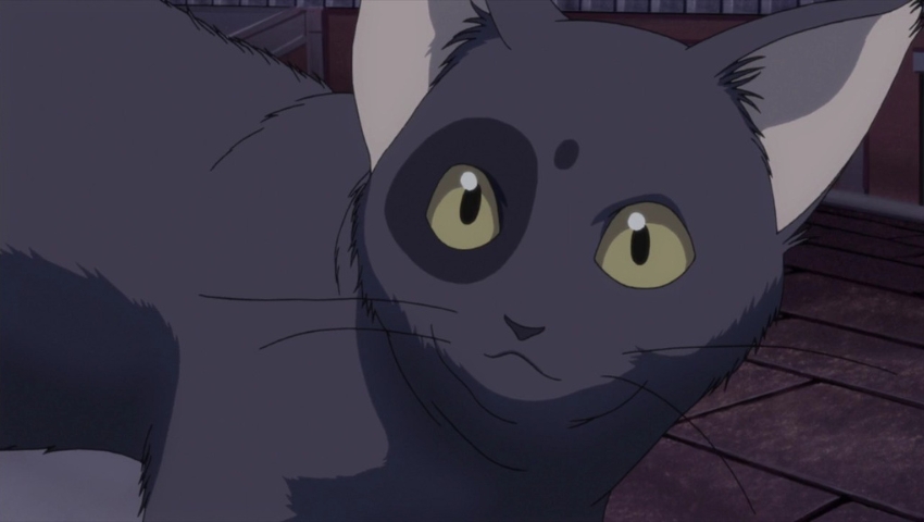 Best Anime Cats Arthur