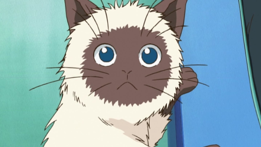 Best Anime Cats Karupin