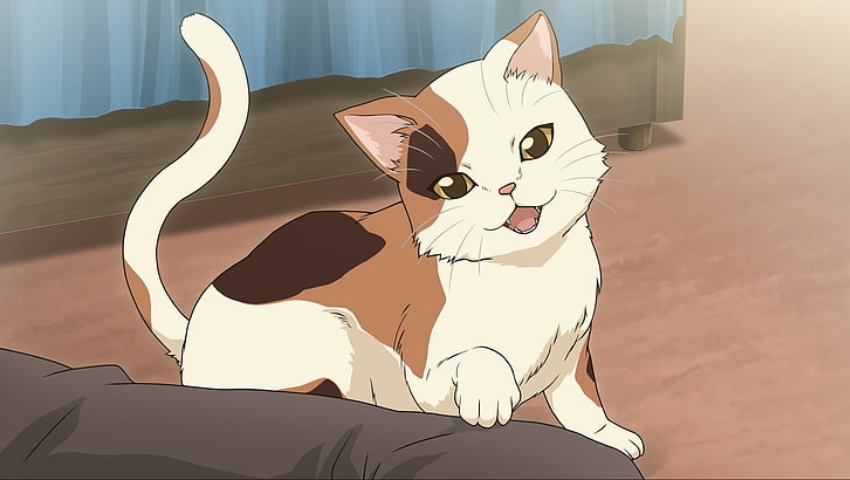 Best Anime Cats Shamisen