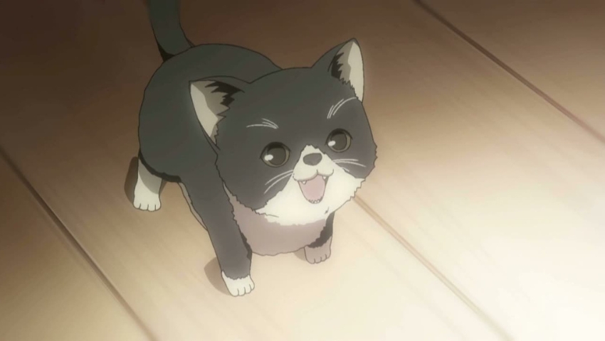 Best Anime Cats Sorata